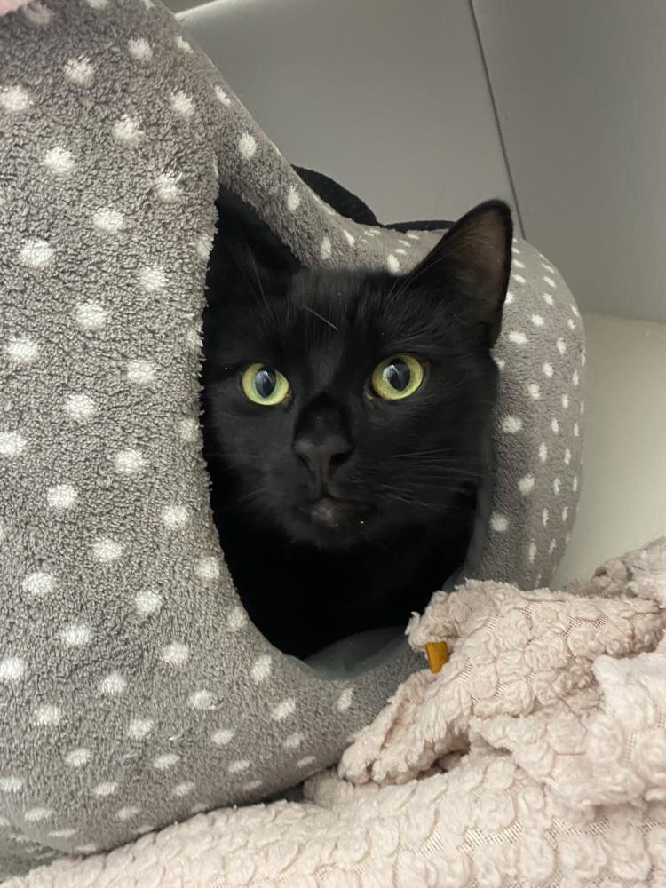 Mister — Domestic Cat