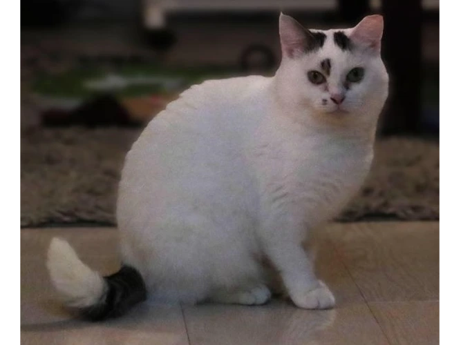 Snowdrop - OUTDOOR HOME NEEDED