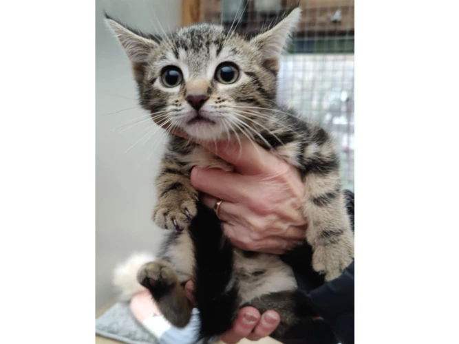 Marty, Matilda, Mabel &  Millie