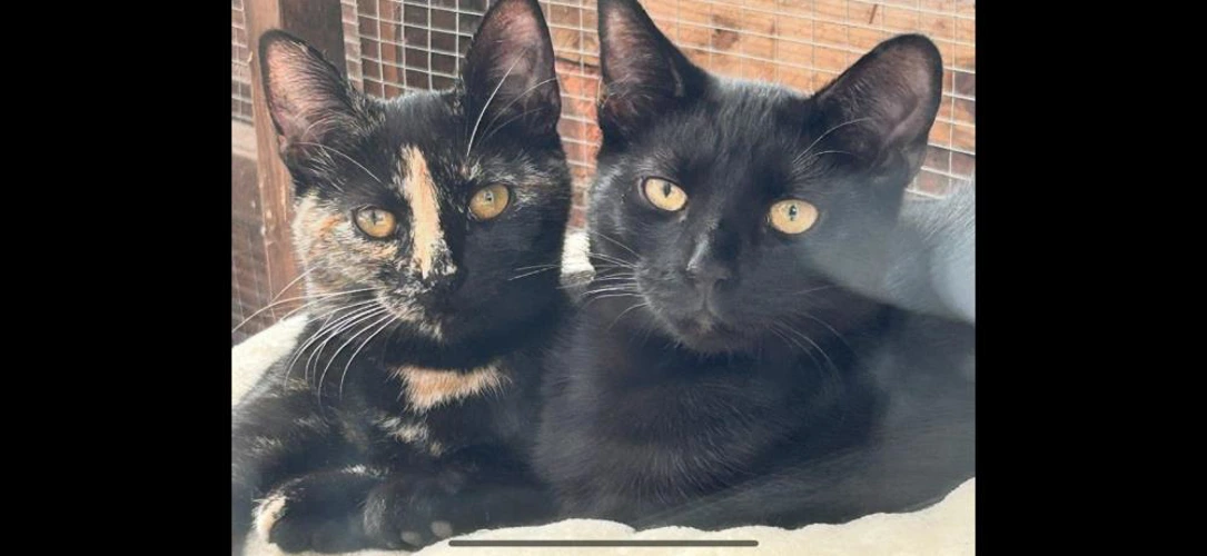 Pepsi and Inky older kittens