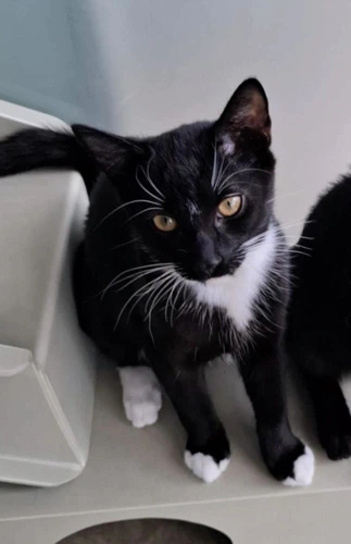 Oreo