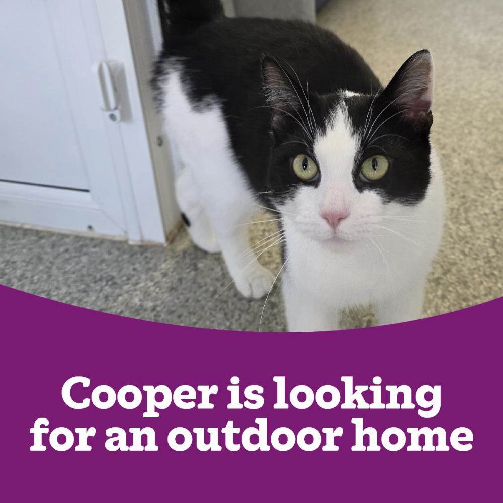 Cooper OC — Domestic Cat