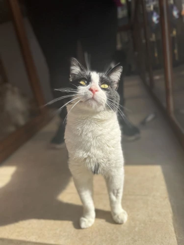 Finley