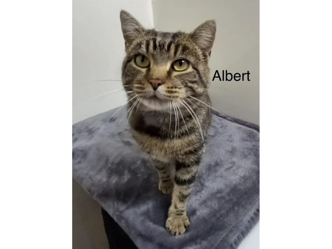 Albert