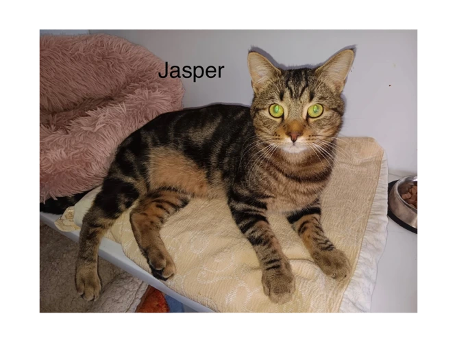 Jasper