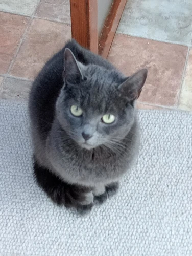 Ollie