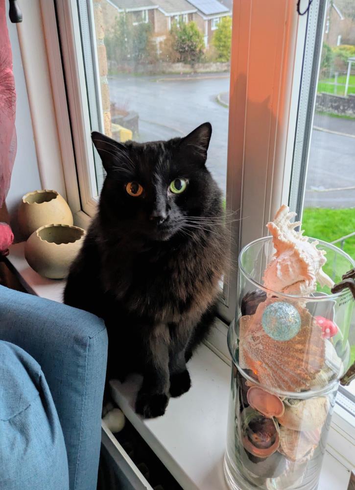 Buster — Domestic Cat