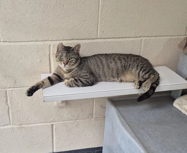 Milo