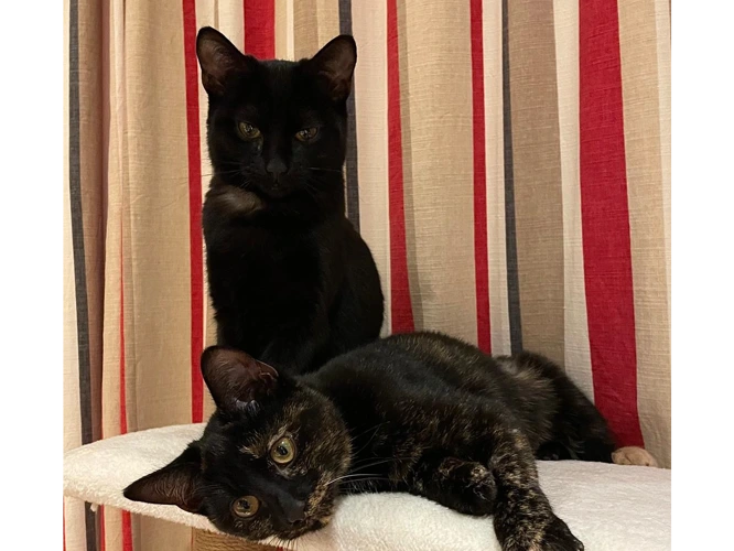 6-month-old Holly and Ivy