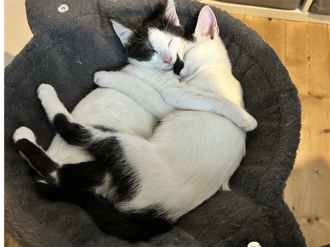 Milo and Luca