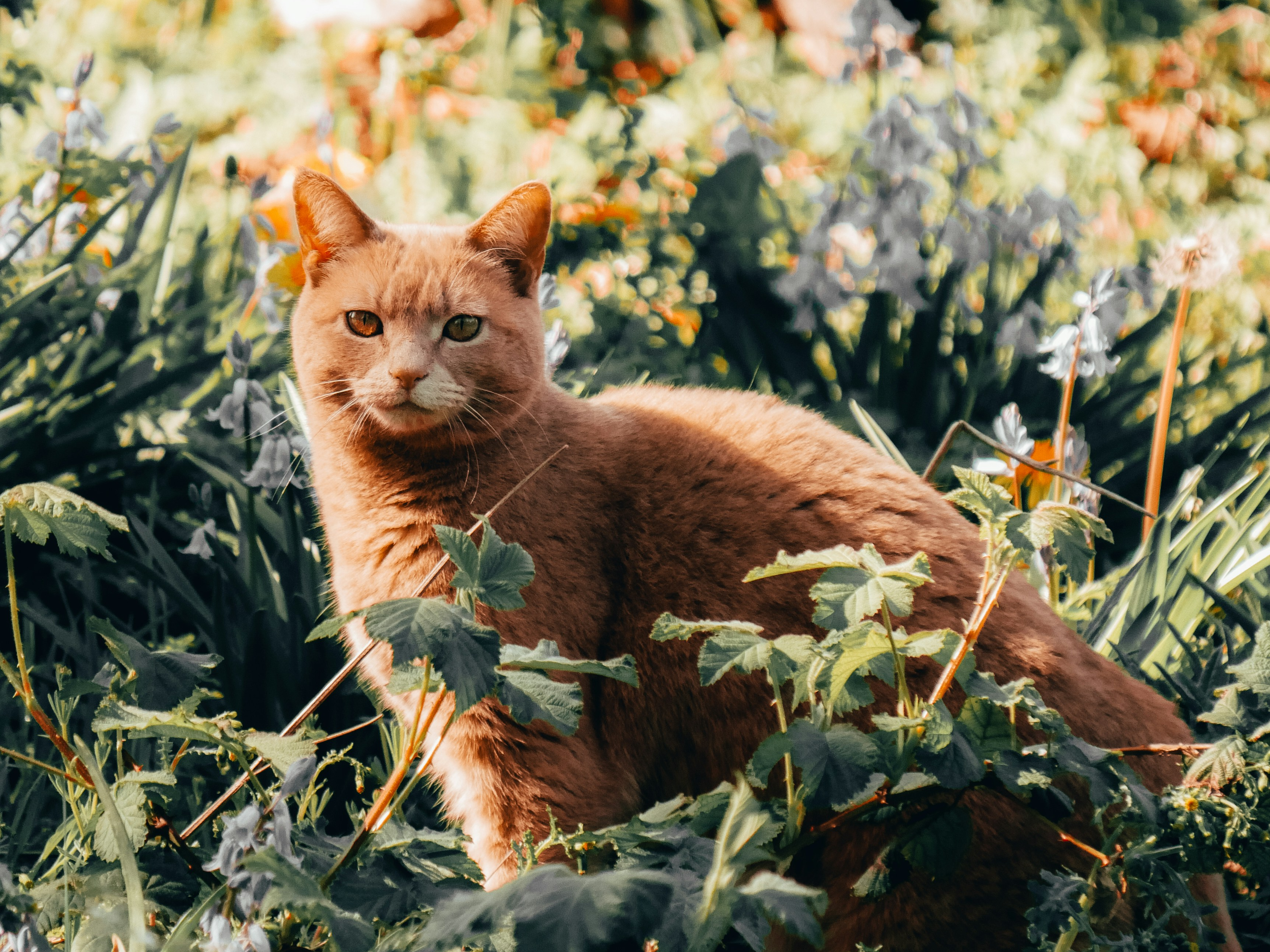 Farm/Working Cats — Domestic Cat