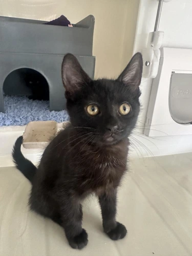 Kitkat