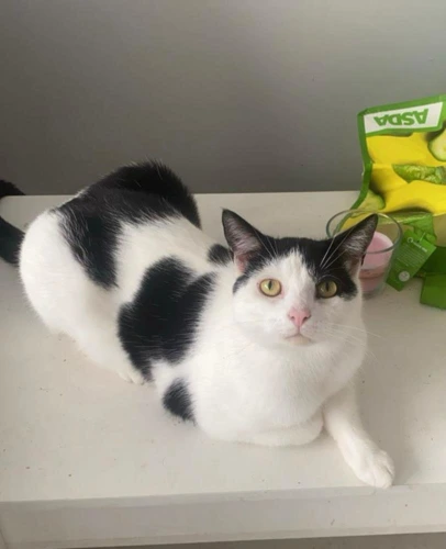Milo