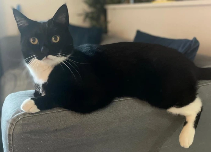 Felix