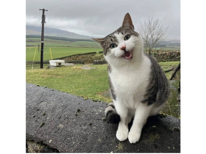 Charlie (and please see details for Rosie too)