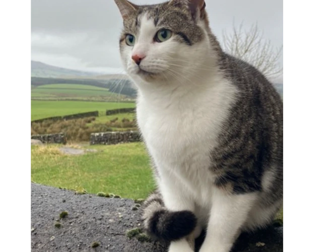 Charlie (and please see details for Rosie too)