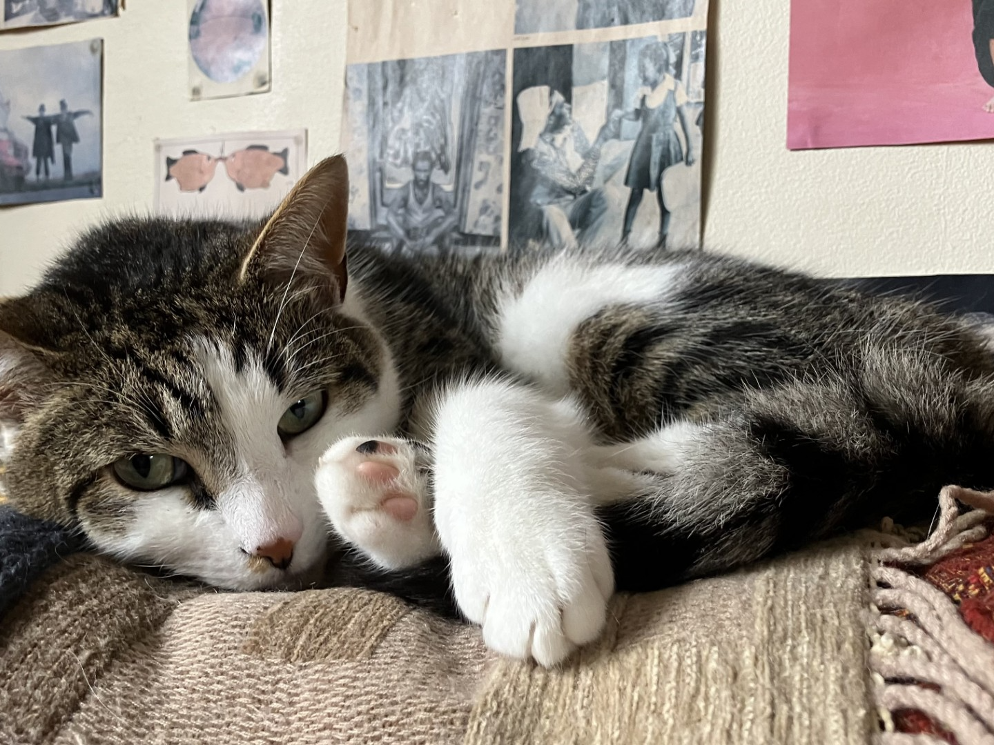 Charlie — Domestic Cat