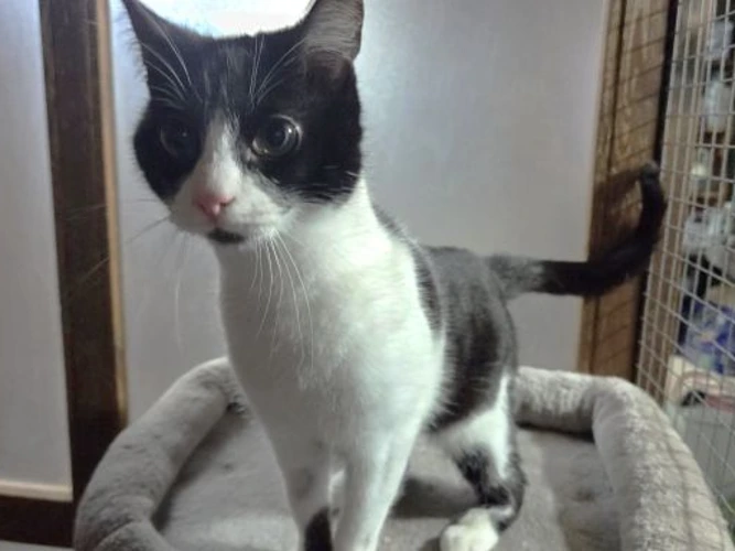 Mokka  (see also Java)