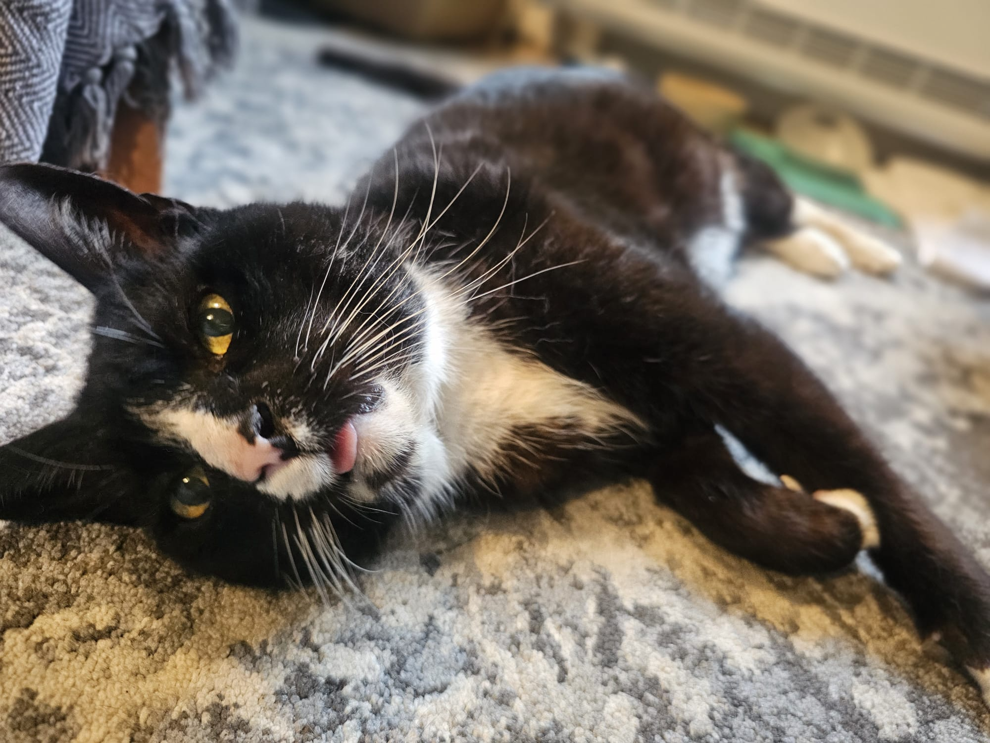 Benji — Domestic Cat