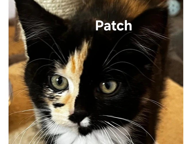 3-month-old Patch
