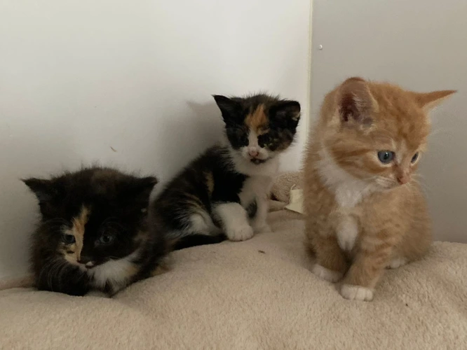 3-month-old kittens