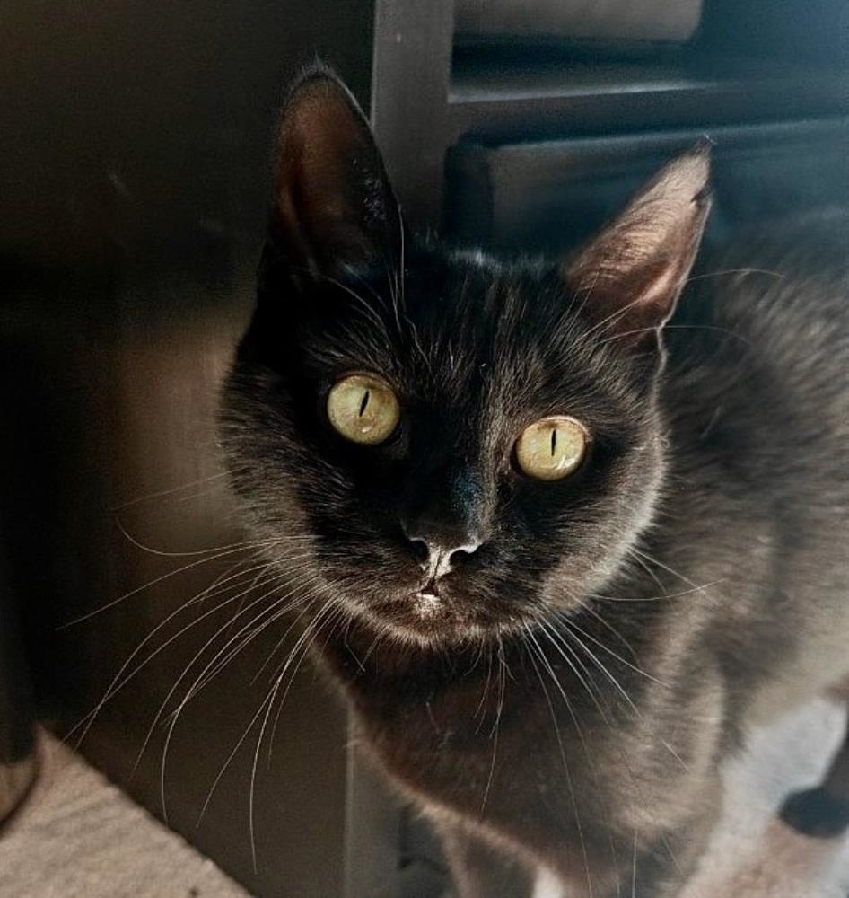 Lucky — Domestic Cat