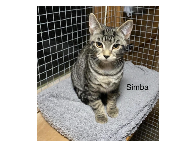 Simba