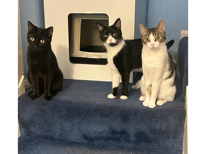 Spyro, Fawn and Ember