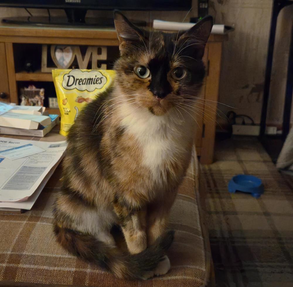 Suzzi — Domestic Cat