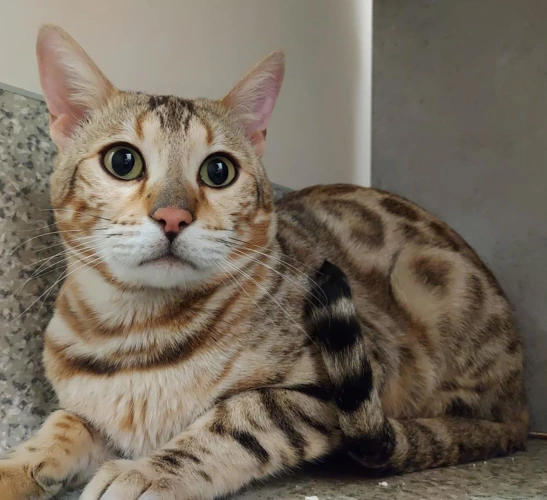 Simba 2year old male