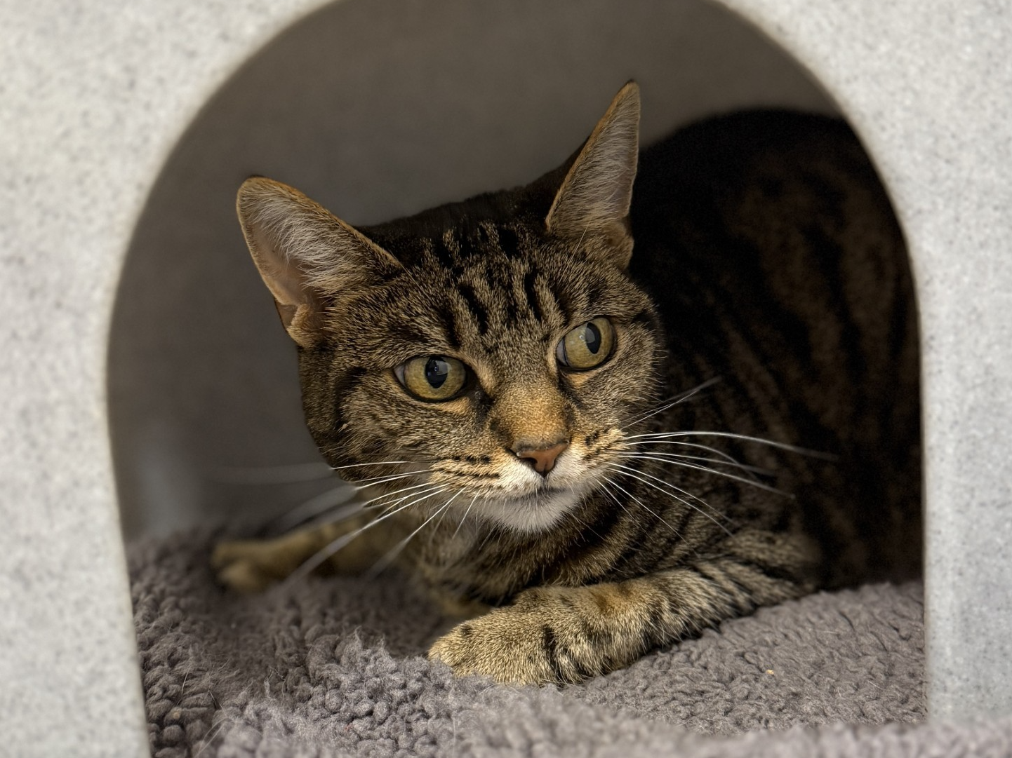 Isa — Domestic Cat