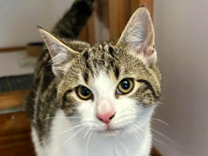 Moondust and Pyewacket