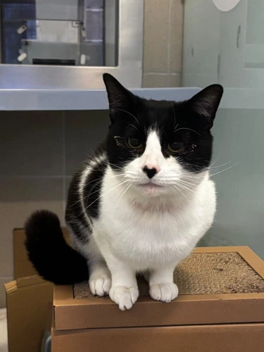 Patch Outdoor Home Needed