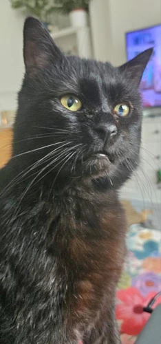 Sebastian