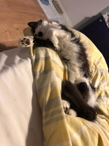Mia