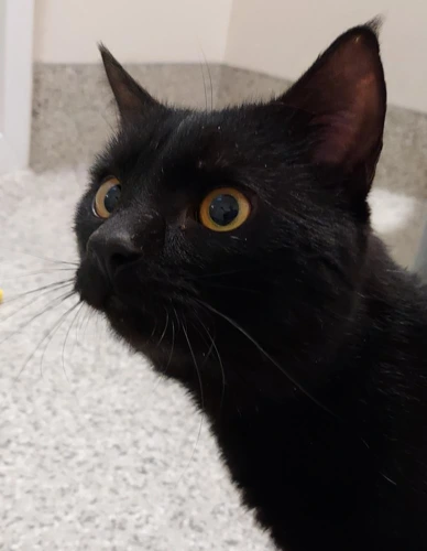 Mr Red 1 year old male