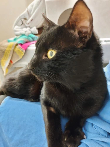 Mr Green 1year old male