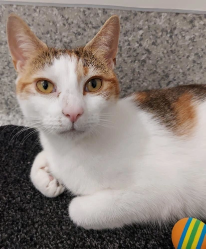 Indri 3year old female