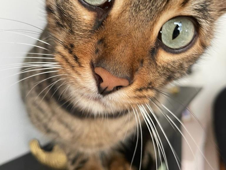 Pablo — Domestic Cat