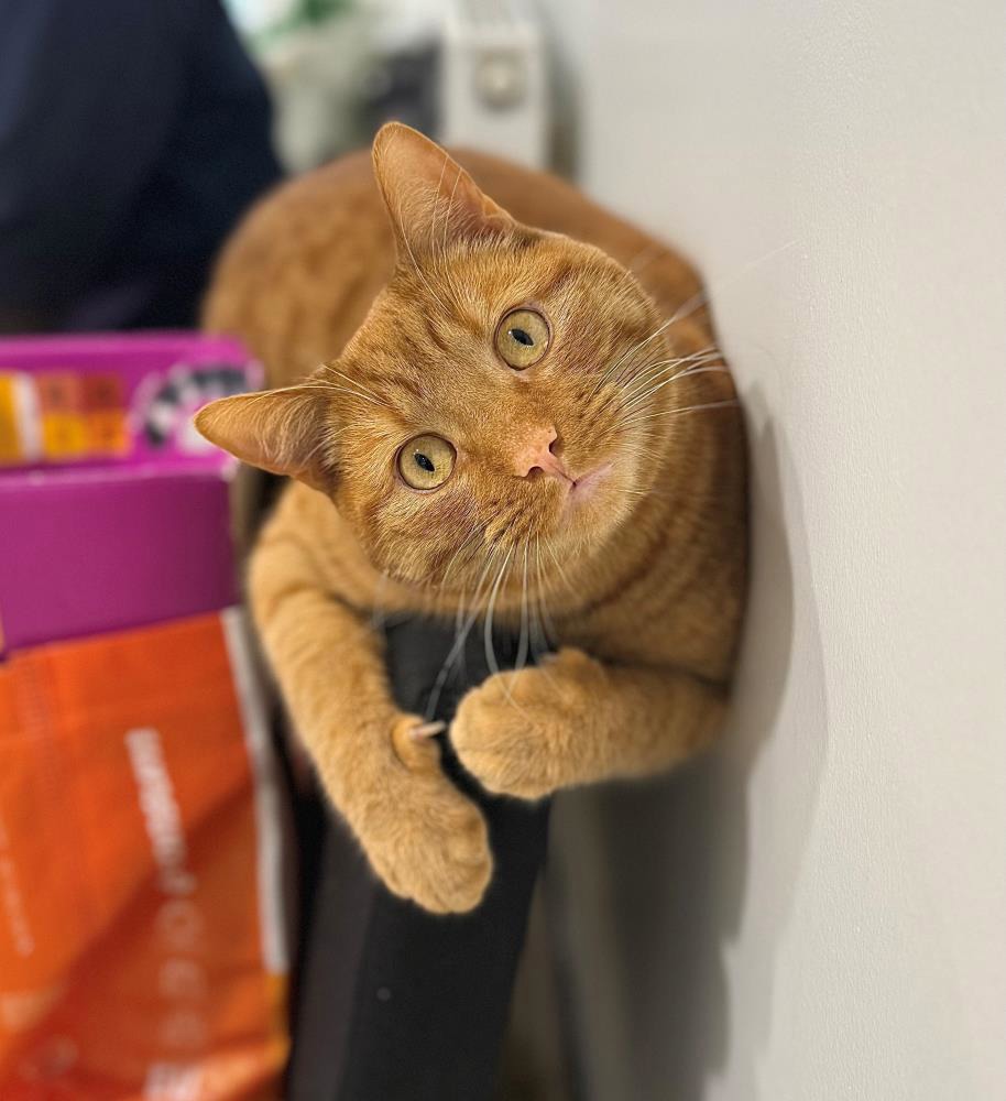 Brady — Domestic Cat