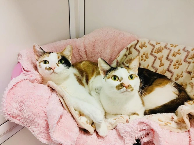 Tinkerbell and Pinky