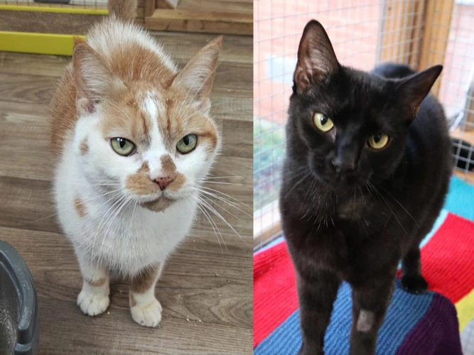 7yo Tiger and 2yo Nala