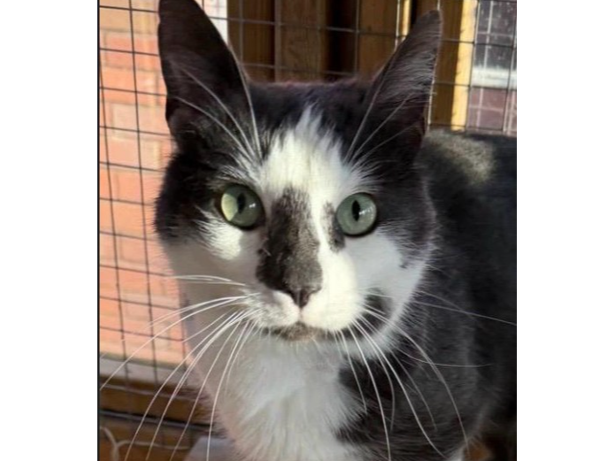 Joshua — Domestic Cat