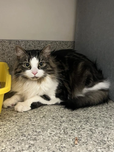 Milo 2 year old male