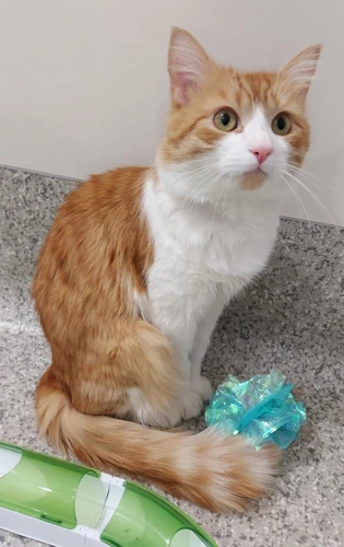 Leo  1 year old male INDOOR ONLY