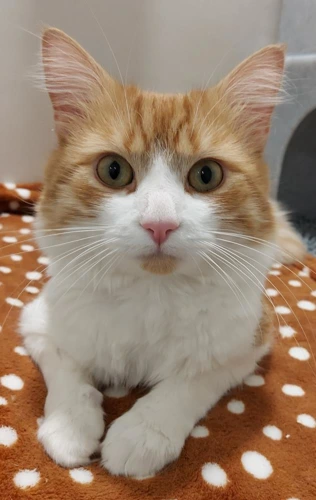 Leo  1 year old male INDOOR ONLY