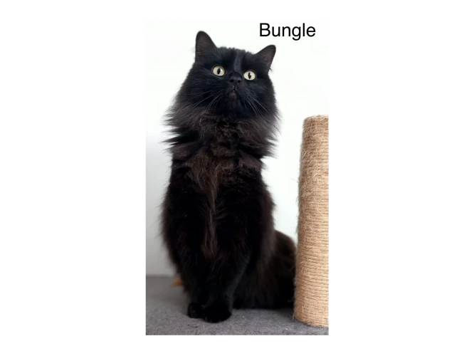 Bungle