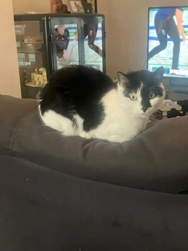 Patch