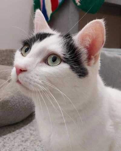 Galaxy 7 year old male