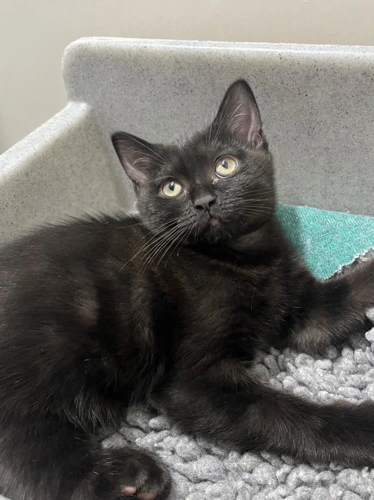 Inka 3 month old female